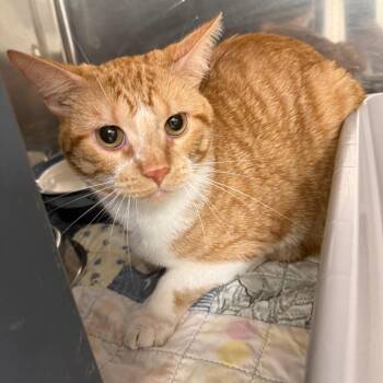 Kayce -  Domestic Short Hair Cat for Adoption in Oshkosh, Wisconsin - Kayce | PetCurious