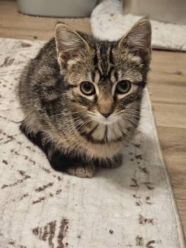 Zoe -  Domestic Short Hair Cat for Adoption in Bellmawr, New Jersey - Zoe | PetCurious
