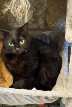 Cobbler -  Domestic Short Hair and Siamese Cat for Adoption in Bolton, Connecticut - Cobbler | PetCurious