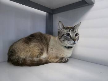 Domestic Short Hair Cats Available for Adoption in Holbrook, Arizona - Luminier | PetCurious