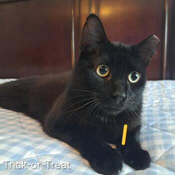 Domestic Short Hair Cats Available for Adoption in Groveland, Massachusetts - Trick Or Treat | PetCurious