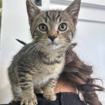 Rescue Domestic Short Hair Cats for Adoption in North Canton, Ohio - Parrot | PetCurious