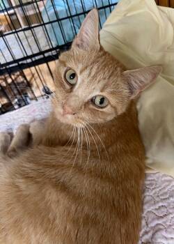 Rescue Domestic Short Hair Cats for Adoption in Westfield, New York - Ellen | PetCurious