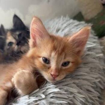 Sage -  Domestic Short Hair Cat for Adoption in Belfair, Washington - Sage | PetCurious