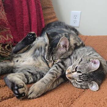 Domestic Medium Hair Cats Available for Adoption in Candler, North Carolina - Muni | PetCurious