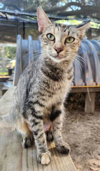 Rescue Calico and Domestic Short Hair Cats for Adoption in Magnolia Springs, Alabama - Dot | PetCurious