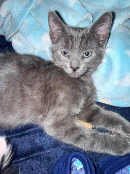 Smokey S -  Domestic Short Hair Cat for Adoption in Darien, Georgia - Smokey S | PetCurious