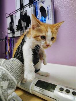 Domestic Short Hair Cats Available for Adoption in El Paso, Texas - Kit3 | PetCurious