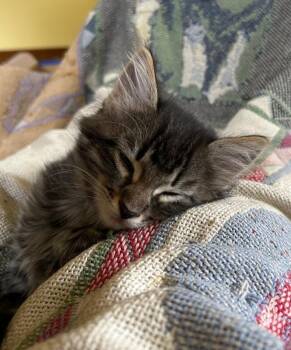 Domestic Long Hair Cats Available for Adoption in Fort Collins, Colorado - Pedro | PetCurious