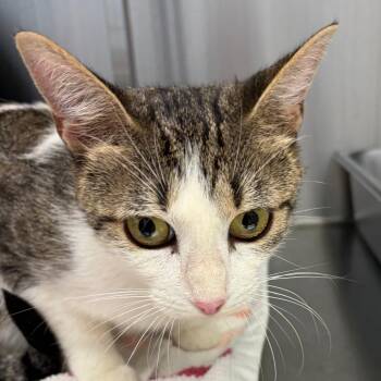 Jayla -  Domestic Short Hair Cat for Adoption in Scituate, Massachusetts - Jayla | PetCurious