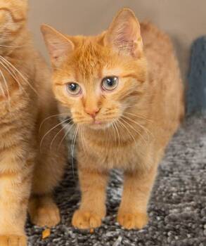 Domestic Short Hair Cats Available for Adoption in Elmwood Park, New Jersey - Brandy | PetCurious