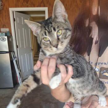 Mikey -  Domestic Short Hair Cat for Adoption in Hattiesburg, Mississippi - Mikey | PetCurious