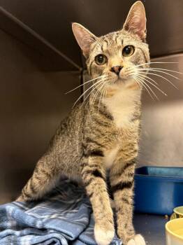 Purrcy Jackson -  Domestic Short Hair Cat for Adoption in Ocala, Florida - Purrcy Jackson | PetCurious