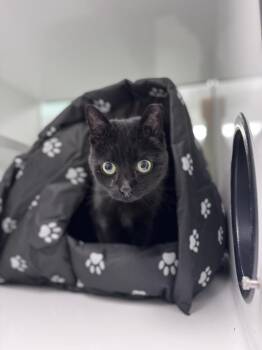 Domestic Short Hair Cats Available for Adoption in Saint Paul, Minnesota - Bellatrix | PetCurious