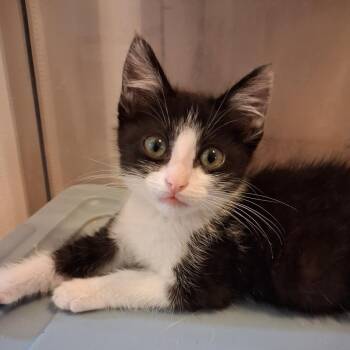 Dexter -  Domestic Short Hair Cat for Adoption in Los Angeles, California - Dexter | PetCurious