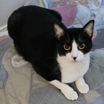 Rescue Tuxedo and Domestic Short Hair Cats for Adoption in Biloxi, Mississippi - Lady Dalhia | PetCurious