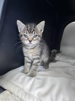 Domestic Short Hair Cats Available for Adoption in Ontario, California - PEBBLE - NEEDS A FOSTER | PetCurious