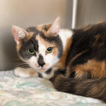 Peta -  Calico Cat for Adoption in Fullerton, Pennsylvania - Peta | PetCurious