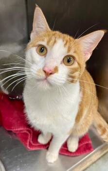 Domestic Short Hair Cats Available for Adoption - Garfield | PetCurious