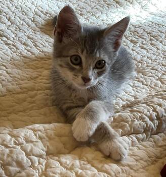 Jewel -  Domestic Short Hair Cat for Adoption in Fort Collins, Colorado - Jewel | PetCurious