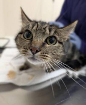 Zardos -  Domestic Short Hair Cat for Adoption in Sherwood, Oregon - Zardos | PetCurious