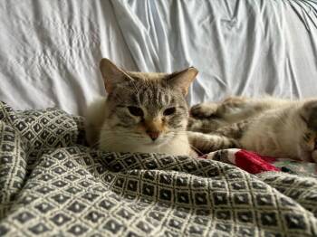 Tiptoe -  Domestic Short Hair Cat Available for Adoption in Pawtucket, Rhode Island - Tiptoe | PetCurious