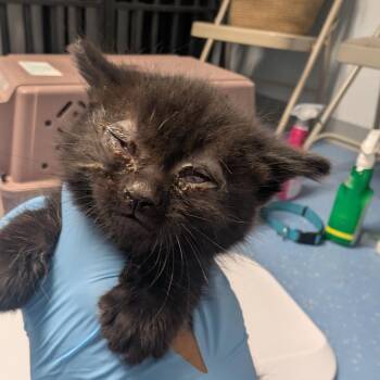 Nilla -  Domestic Short Hair Cat for Adoption in Watertown, New York - Nilla | PetCurious