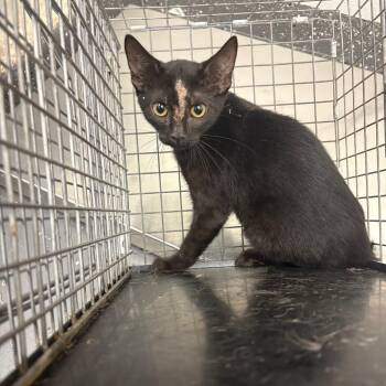 Fractious Scarface -  Domestic Short Hair Cat for Adoption in Columbiana, Alabama - Fractious Scarface | PetCurious