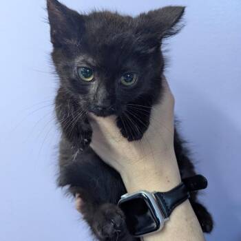 Elvis Purrsley -  Domestic Medium Hair Cat for Adoption in Johnstown, Pennsylvania - Elvis Purrsley | PetCurious