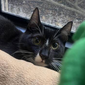 Daphne -  Domestic Short Hair Cat for Adoption - Daphne | PetCurious