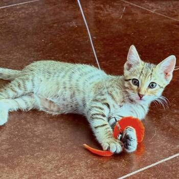 Loki -  Tabby Cat for Adoption in Trophy Club, Texas - Loki | PetCurious