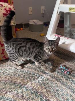 Skinner -  Tabby and Domestic Short Hair Cat for Adoption in Cincinnati, Ohio - Skinner | PetCurious
