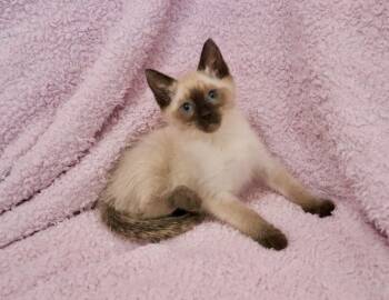 Siamese Cats Available for Adoption - Duchess | PetCurious
