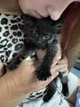Okie -  Domestic Short Hair Cat for Adoption in Portsmouth, Ohio - Okie | PetCurious