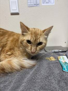Spectre -  Domestic Medium Hair Cat for Adoption in Sherwood, Oregon - Spectre | PetCurious