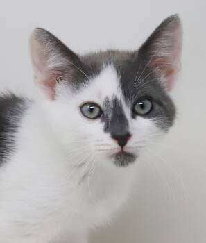 Eddie is EPIC - tiny doll of a baby boy -  Turkish Van and Russian Blue Cat Available for Adoption in Bedford Hills, New York - Eddie Is EPIC - Tiny Doll Of A Baby Boy | PetCurious