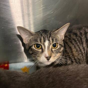 Miley -  Domestic Short Hair Cat for Adoption in Lake Jackson, Texas - Miley | PetCurious