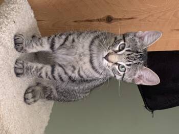 Snickers -  Domestic Short Hair Cat for Adoption in Diamond Springs, California - Snickers | PetCurious