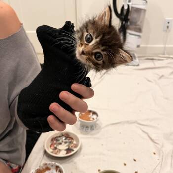 Willow -  Domestic Medium Hair Cat for Adoption in Tustin, California - Willow | PetCurious