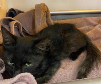 61741227 -  Domestic Medium Hair Cat for Adoption in El Paso, Texas - 61741227 | PetCurious