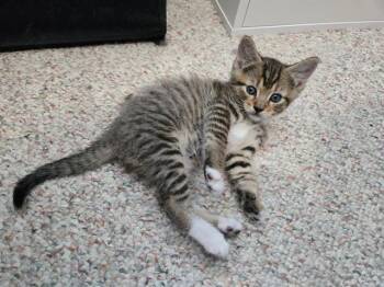 ARSON -  Domestic Short Hair Cat for Adoption in Kent, Washington - ARSON | PetCurious