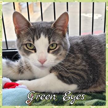 Green Eyes -  Domestic Short Hair Cat for Adoption in Southbury, Connecticut - Green Eyes | PetCurious