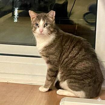 Tabby and Domestic Short Hair Cats Available for Adoption - Conrad | PetCurious