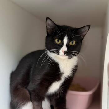 Tux -  Domestic Short Hair Cat for Adoption in Tulsa, Oklahoma - Tux | PetCurious
