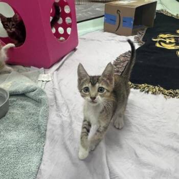 Truffle -  Domestic Short Hair Cat for Adoption in Honolulu, Hawaii - Truffle | PetCurious
