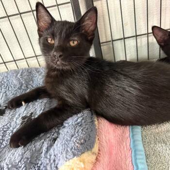 Morgana -  Domestic Short Hair Cat for Adoption in Crookston, Minnesota - Morgana | PetCurious