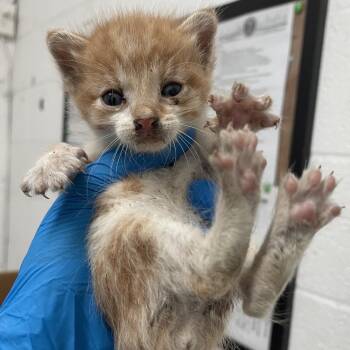 Brookie B2 -  Domestic Short Hair Cat for Adoption in Edinburg, Texas - Brookie B2 | PetCurious