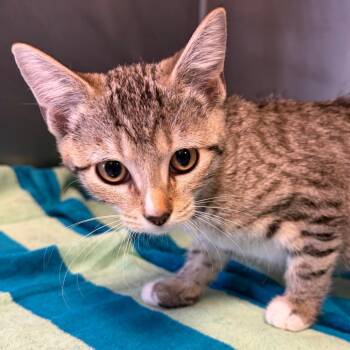 Mirasol -  Domestic Short Hair Cat for Adoption in Nashville, Tennessee - Mirasol | PetCurious