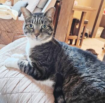 Gibbs -  Tabby Cat for Adoption in Philadelphia, Pennsylvania - Gibbs | PetCurious