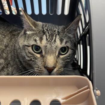 Drogo -  Domestic Short Hair Cat for Adoption in Walden, New York - Drogo | PetCurious